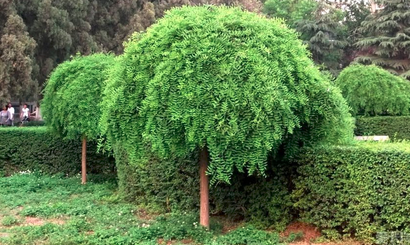 您对垂槐了解多少呢?以及在移栽管理中需要注意的事项