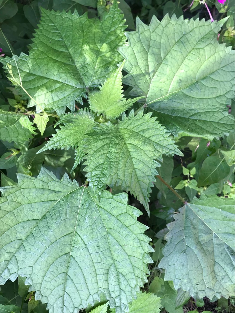这草药,既可治风湿痛,又可治湿疹荨麻疹!药用范围非常广