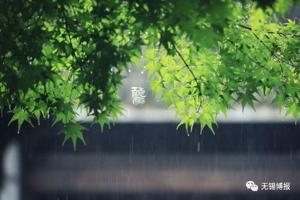 又是一年梅雨季,烟雨朦胧中,无锡便成了江南