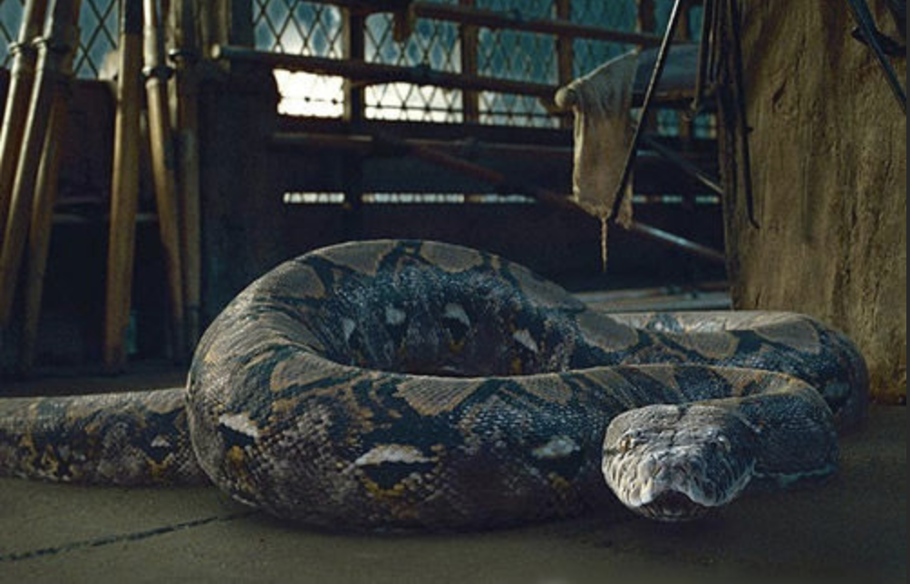 《神奇动物:格林德沃之罪》的蛇女纳吉尼,真实身份到底是什么?