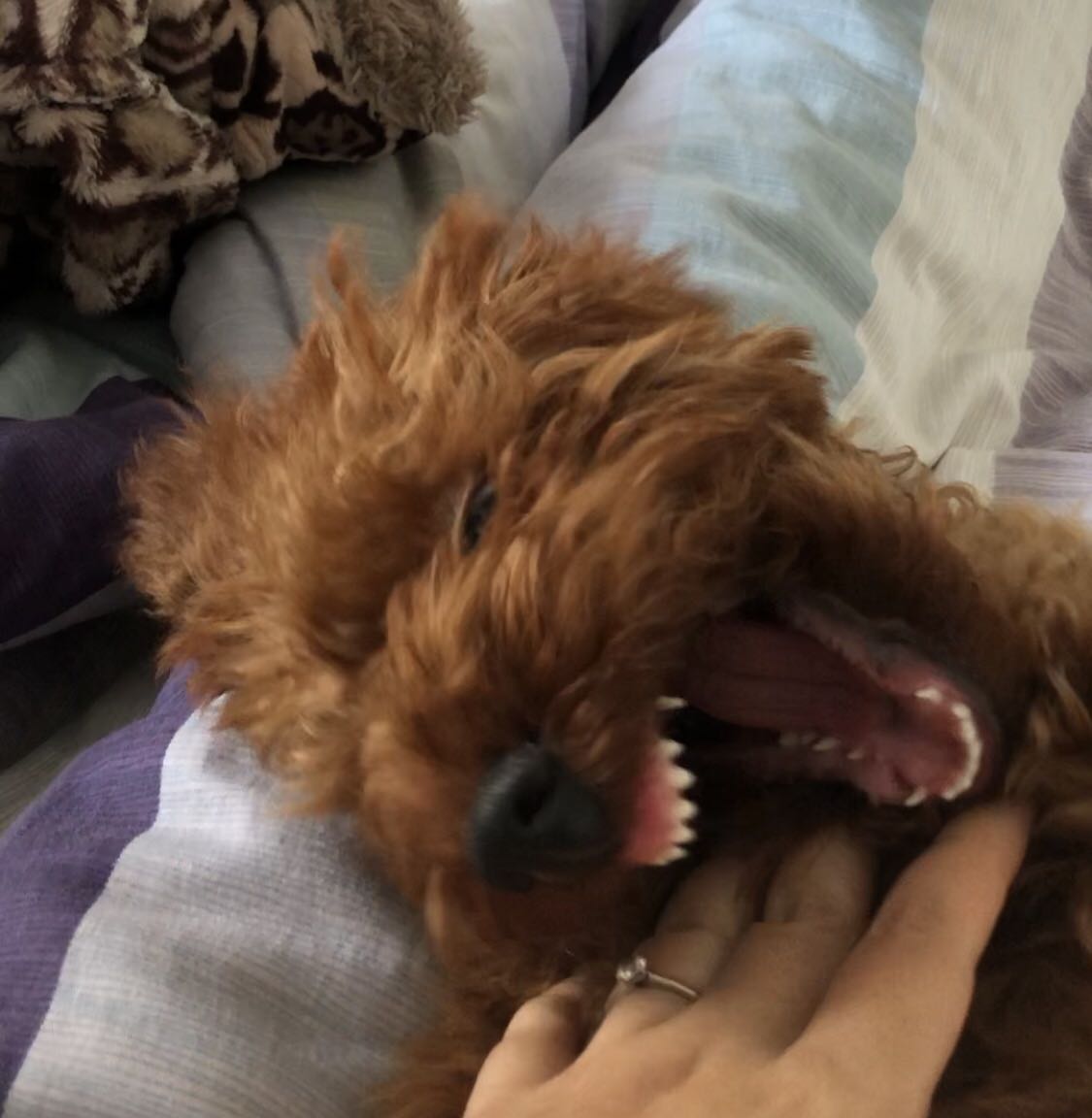 泰迪犬秒变二哈,可把主人给吓了一跳,这是什么操作?
