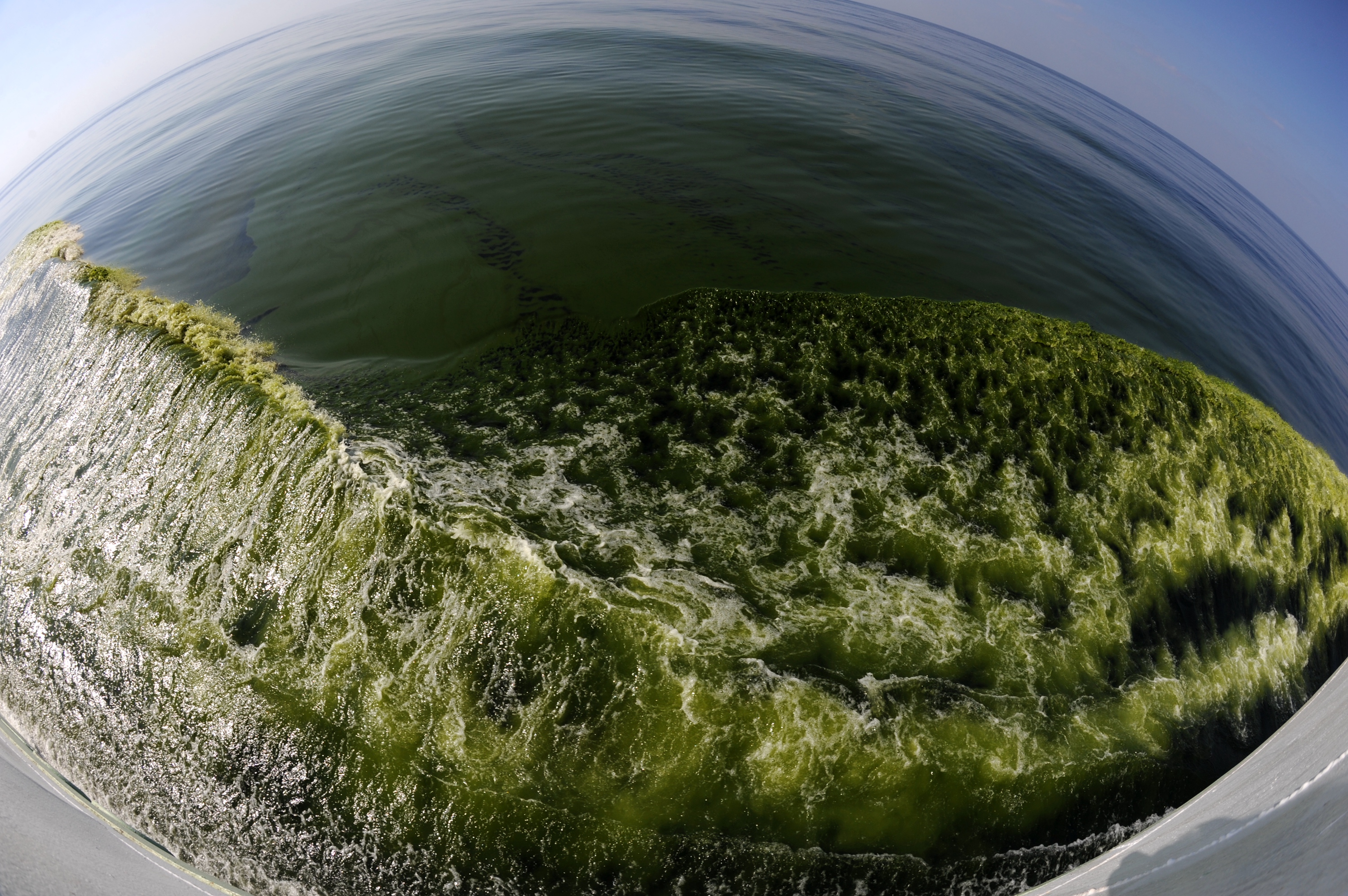 (图文互动)(5)记者手记:亲历莫克兰海沟的大规模藻华现象