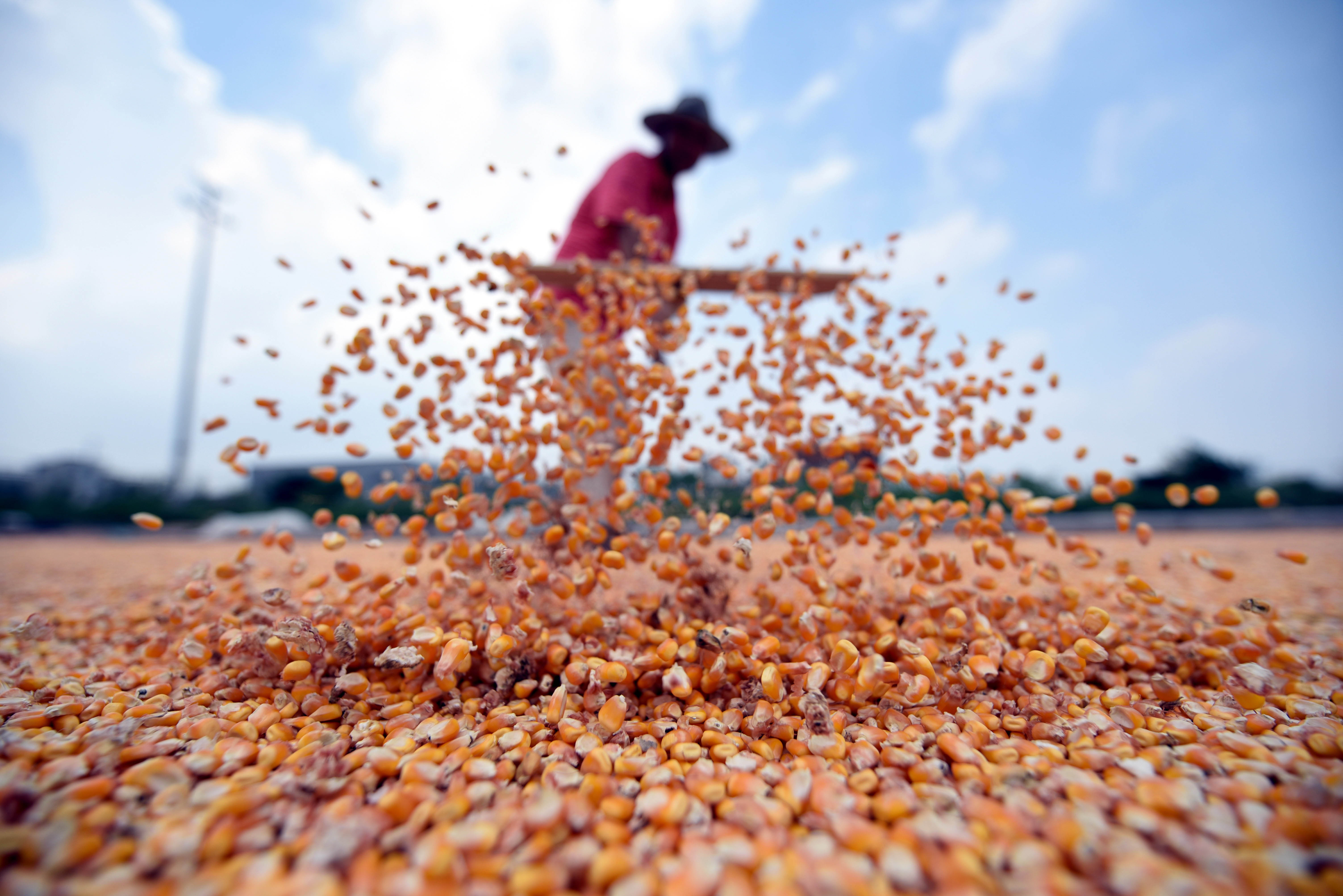 山东郯城十万余亩玉米丰收(3)