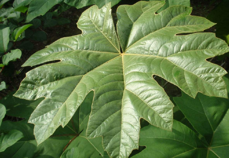 白通草在春季应该如何管理?需要注意哪些问题?