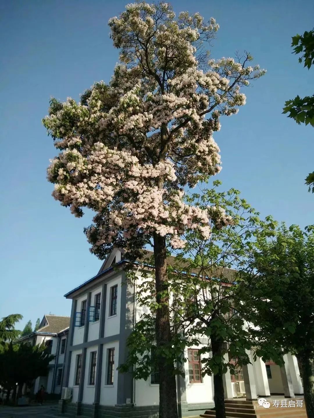 又是一年梓桐花开