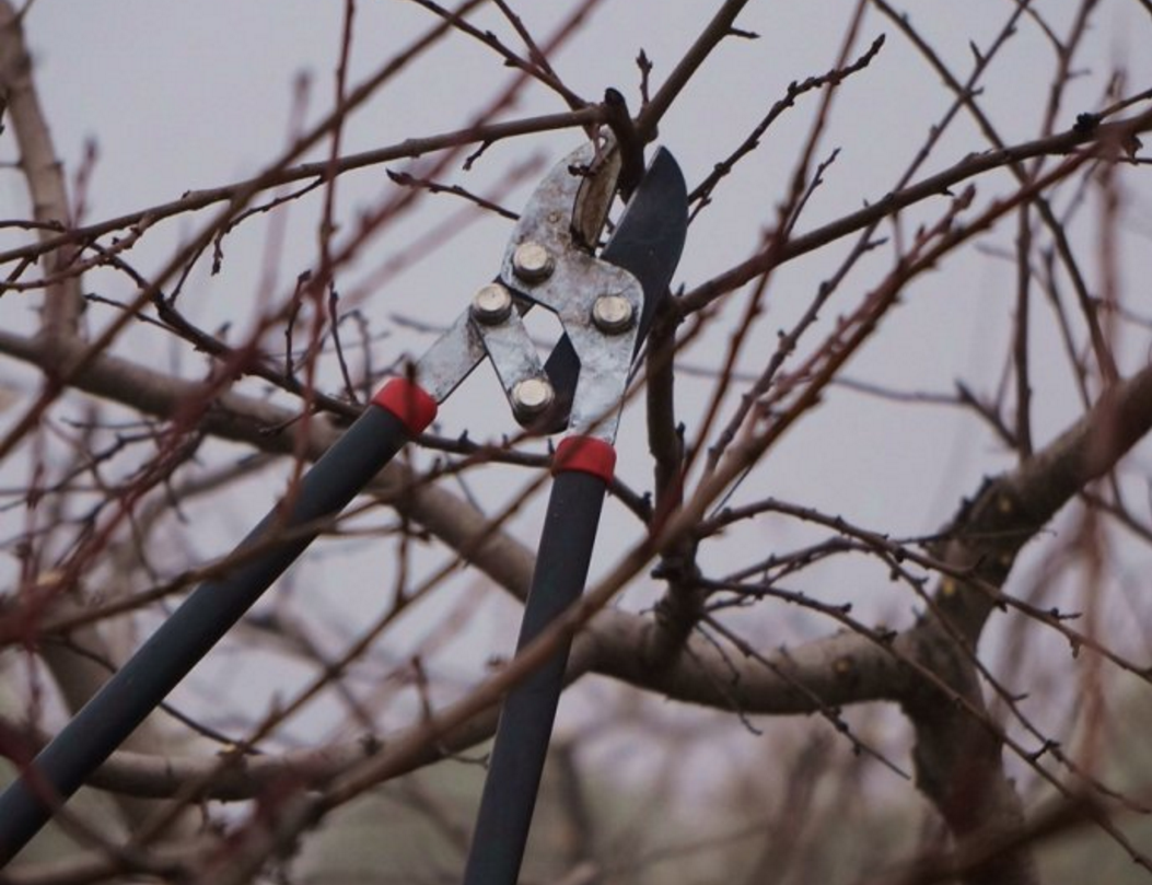 桃树整形修剪技术的创新点,你学会了吗?