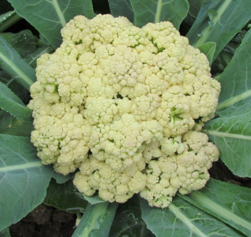 松花菜 - 热门商品专区