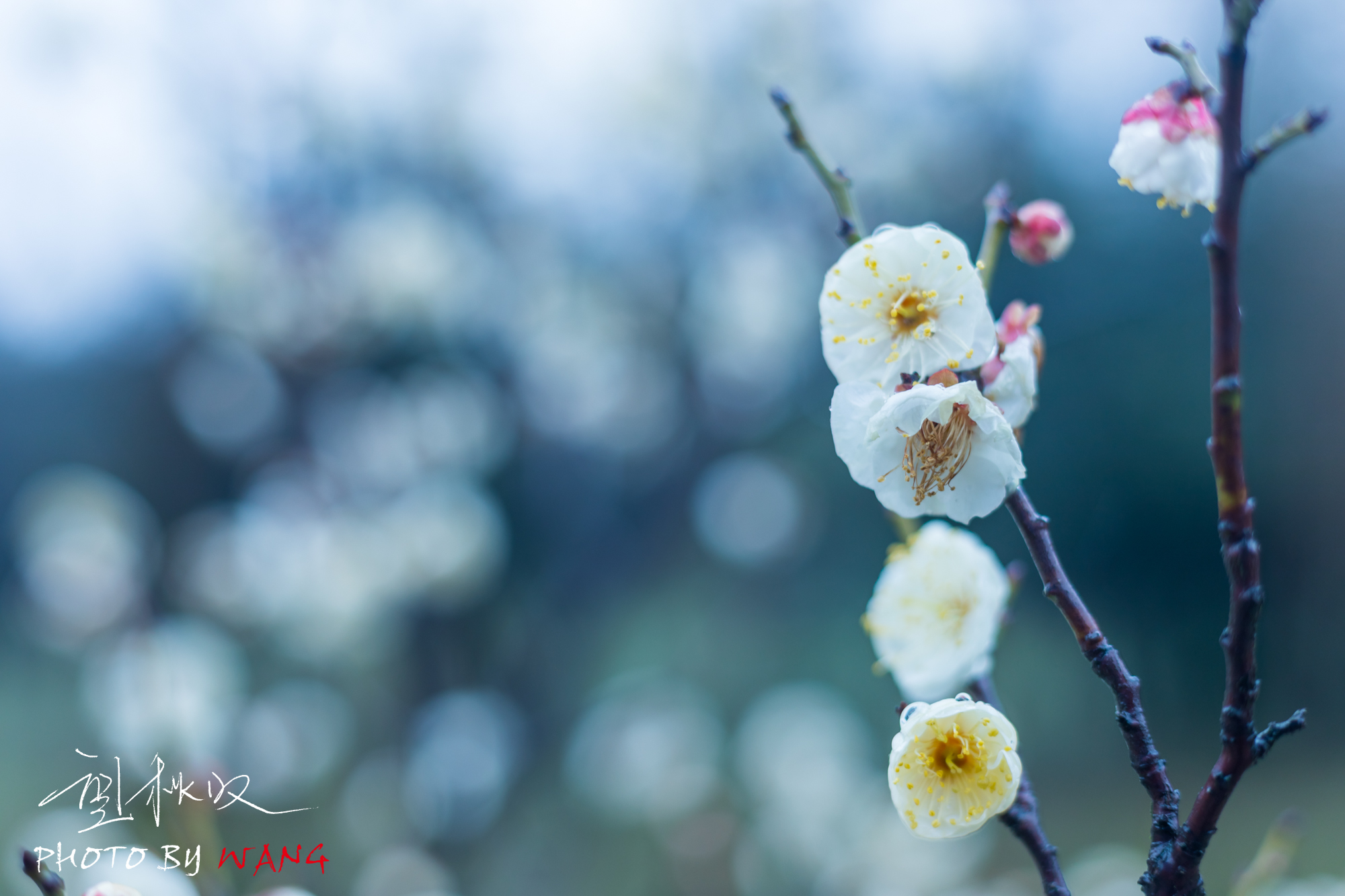 蜀冈西峰的梅花图片