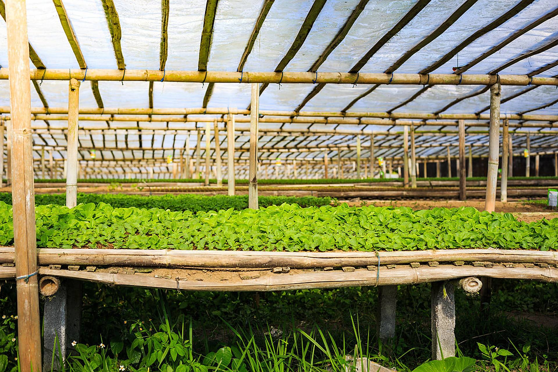 竹子大棚作为独特搭建方式,在农业,环保和经济方面有独到之处.