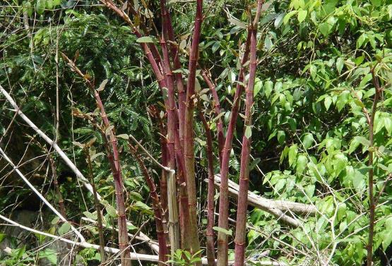 老农民看见就拔的杂草,殊不知是珍贵的"穿筋龙",药用价值极高
