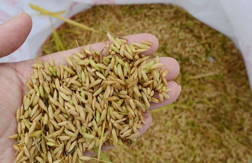 农产品谁将成为下一个黑马?宣化县杂交谷子