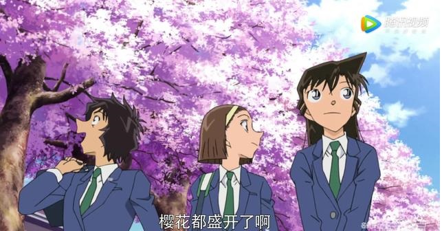 《名侦探柯南》樱花飘落的唯美瞬间,适合初恋,看他们就知道了
