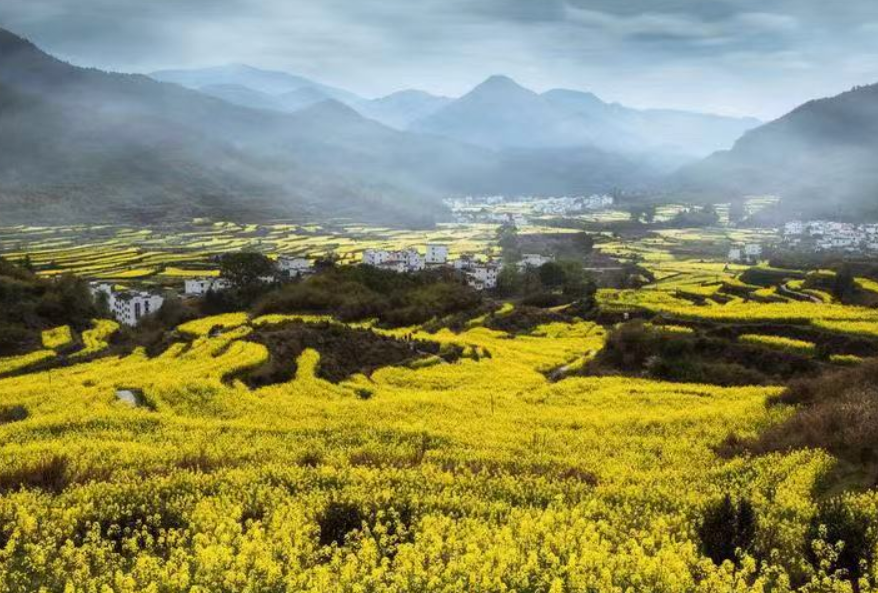 春夏季節之交——旅遊拍攝江南鄉村山野的油菜花開,橋邊翠綠美景