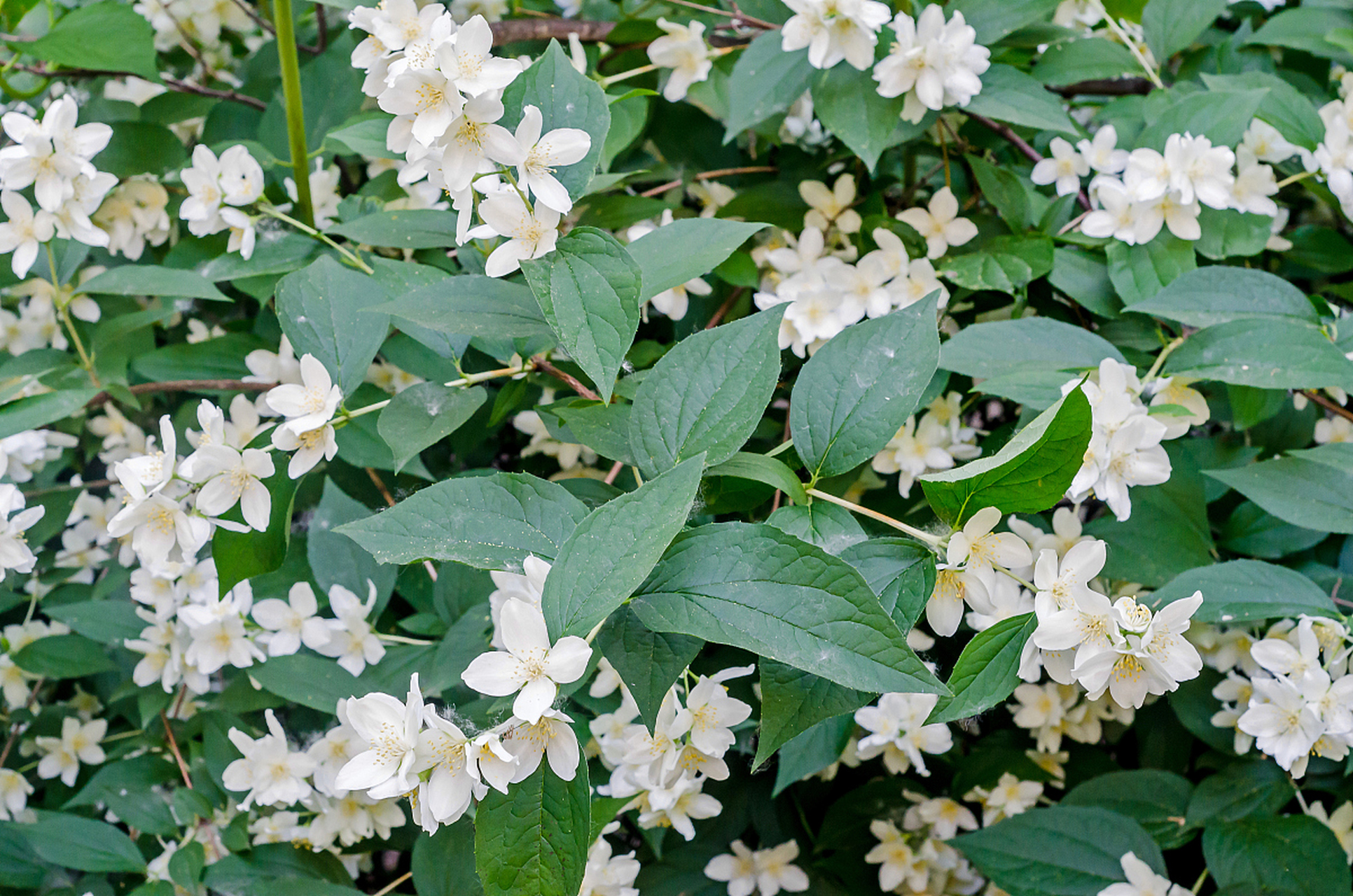 松柏类花木图片