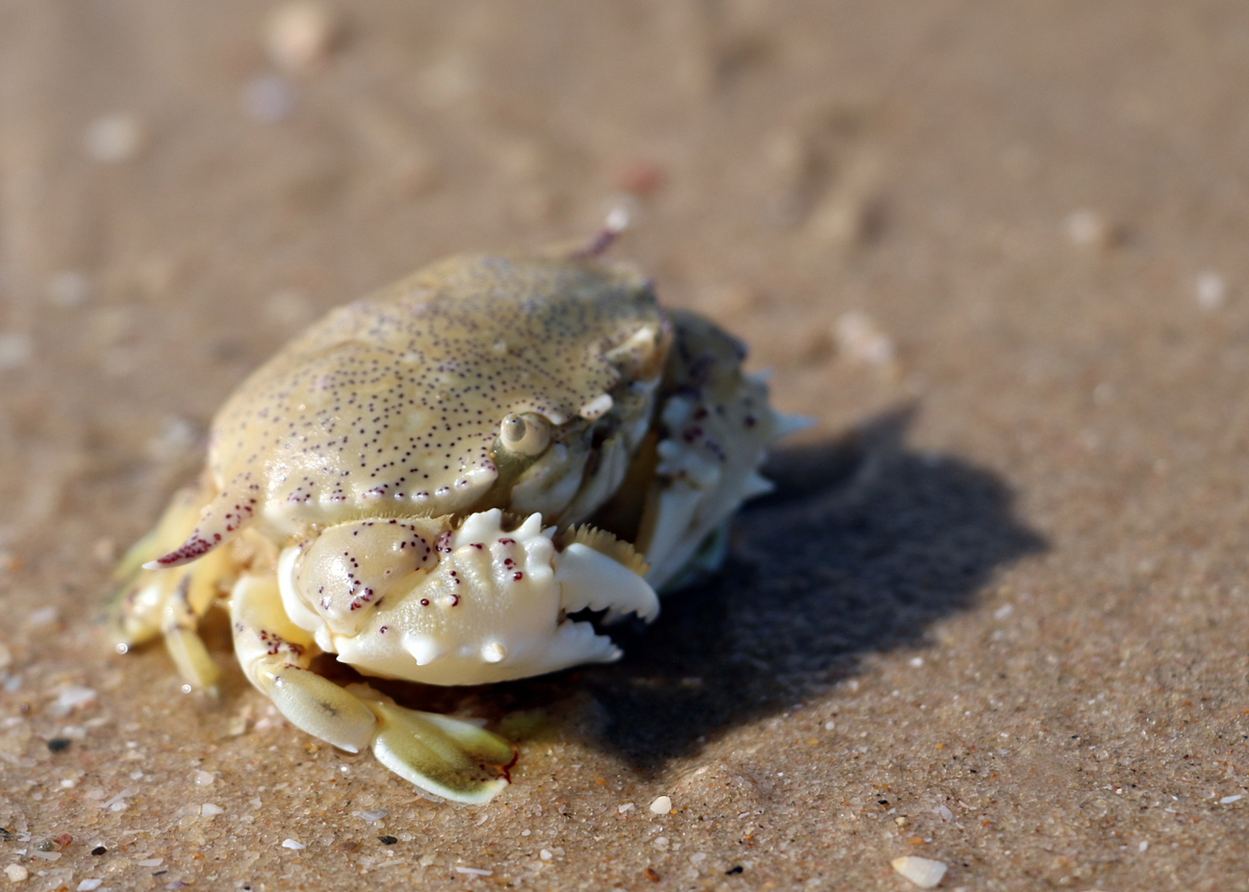 摘要:迷你小螃蟹因其可爱外形和低廉价格而受欢迎.