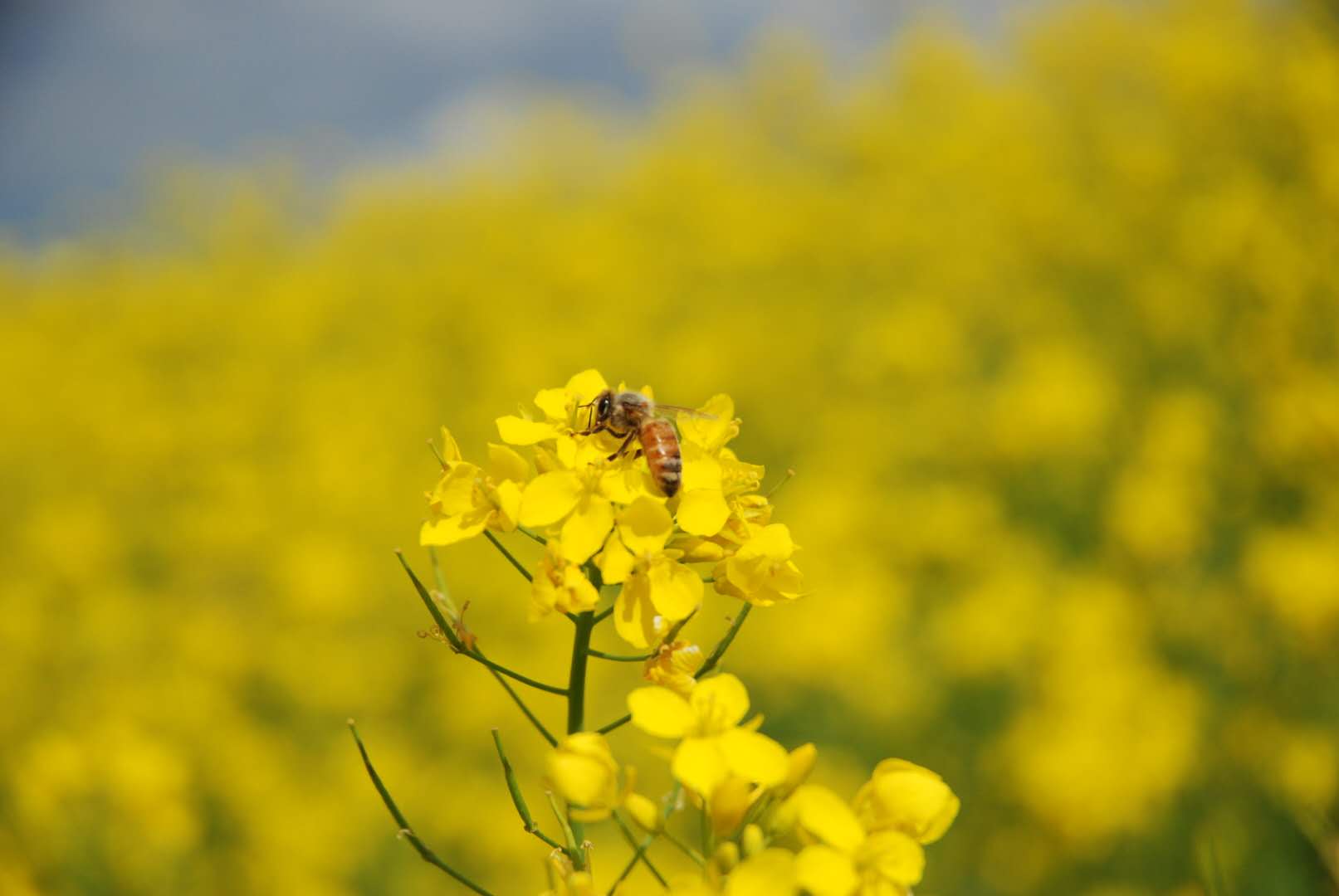 成熟蜜和水蜜的区别