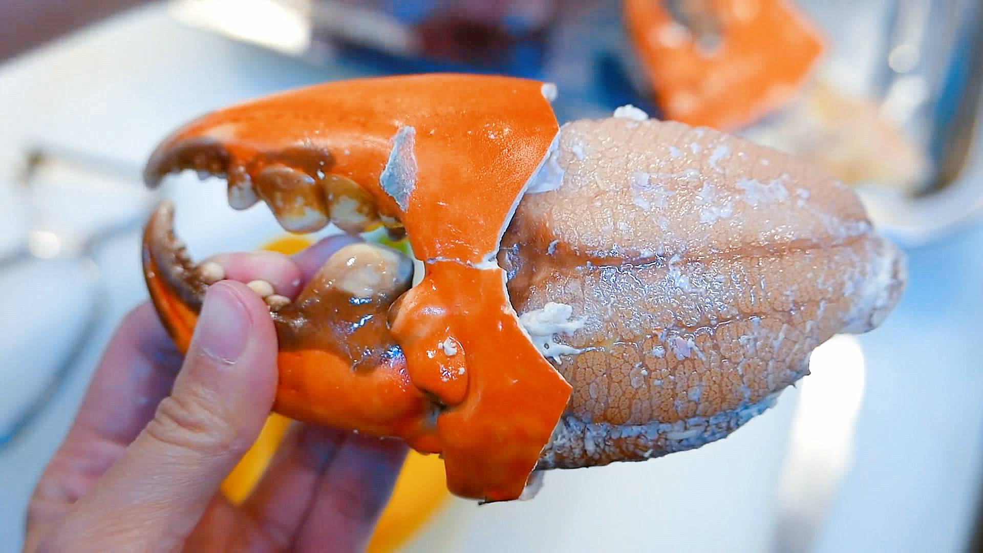 朋友花50元买了只比脸大的螃蟹,便宜以为不好,敲开蟹钳发现值了