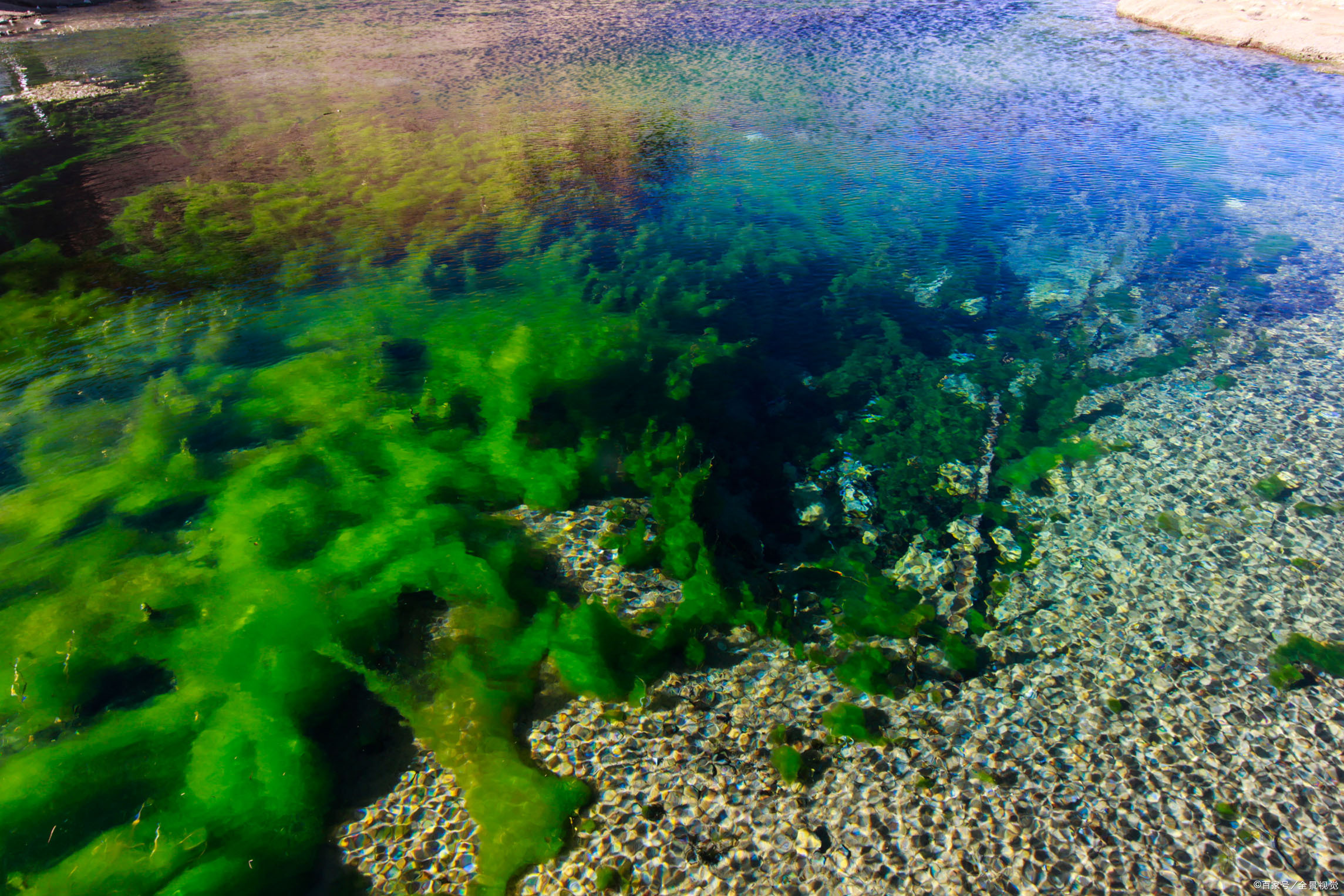 鱼缸除绿藻 - 2020年最新商品信息聚合专区 - 百度爱采购