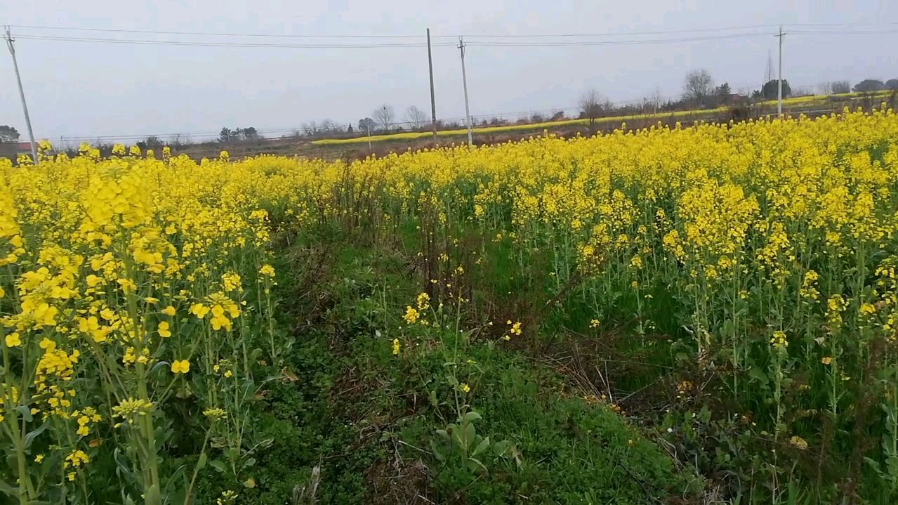 野地里油菜花丛中,生长着一种叫野韭菜的东西,听说有神奇功效哦