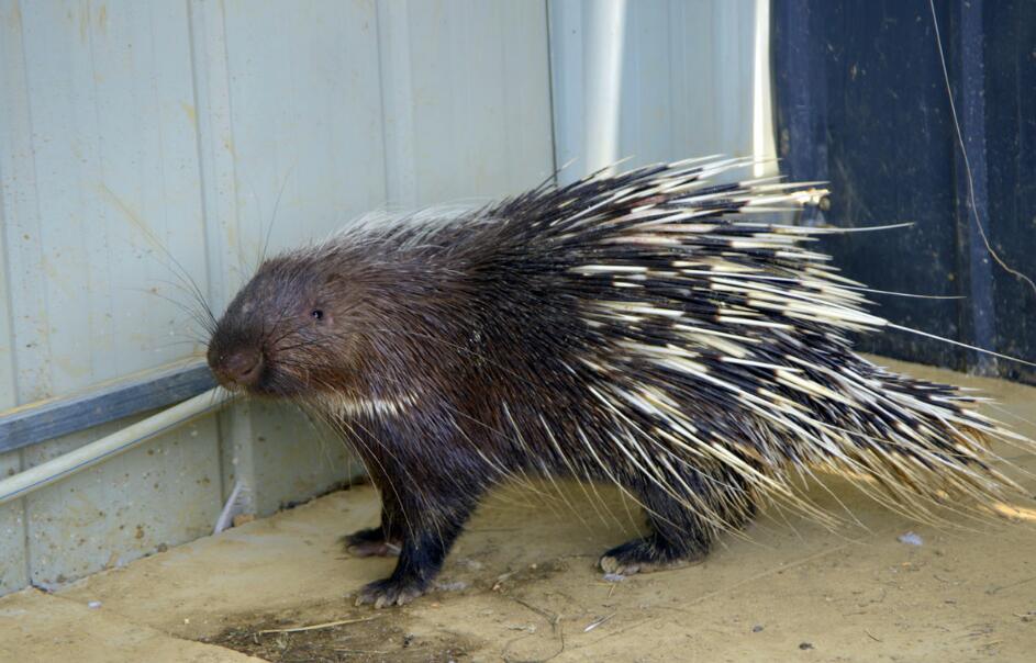豪猪的人工圈养,饲养繁殖和防病