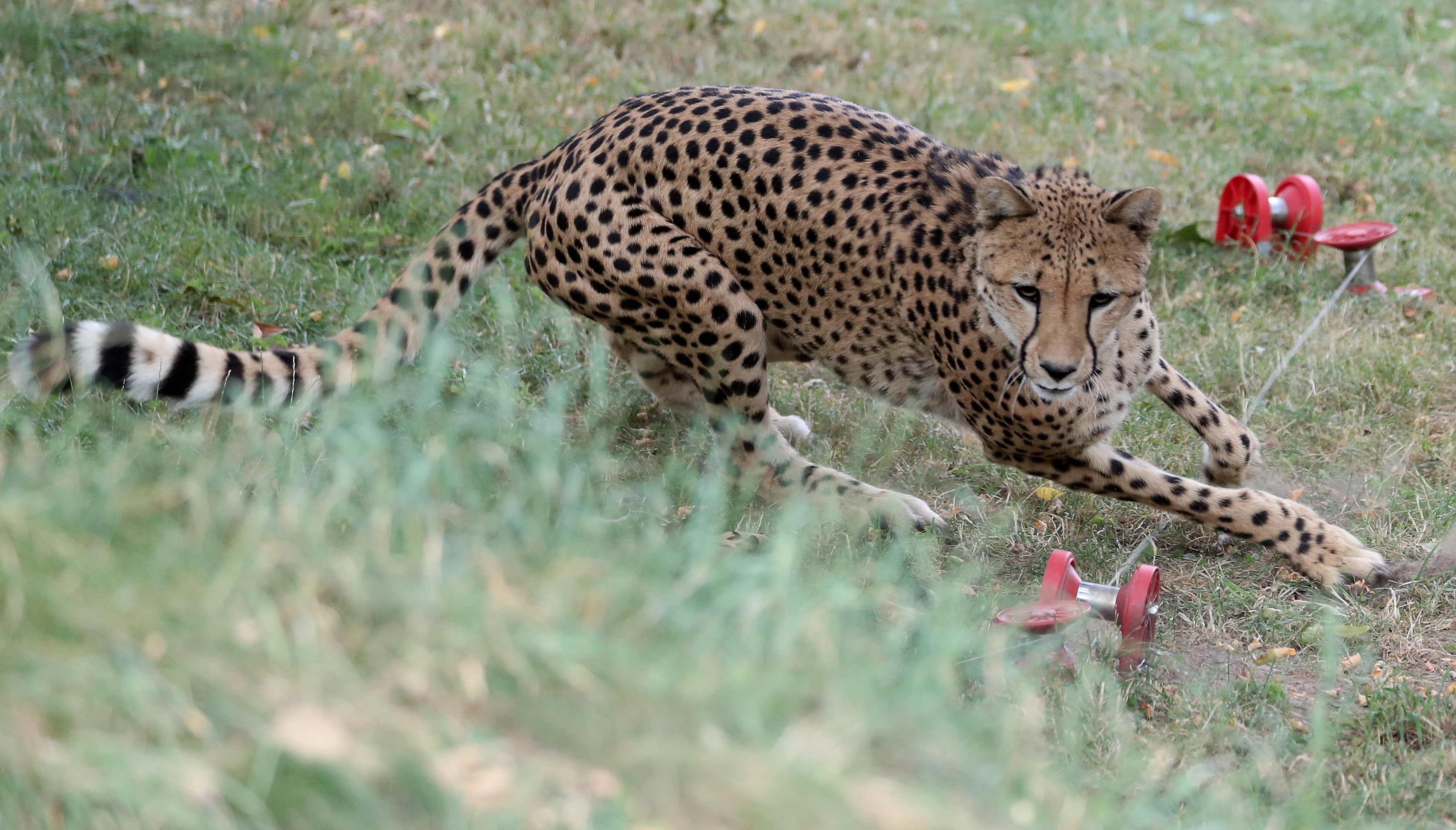 科隆动物园的猎豹(4)