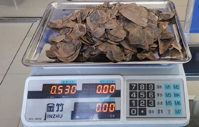 孟定海关查获穿山甲鳞片530克