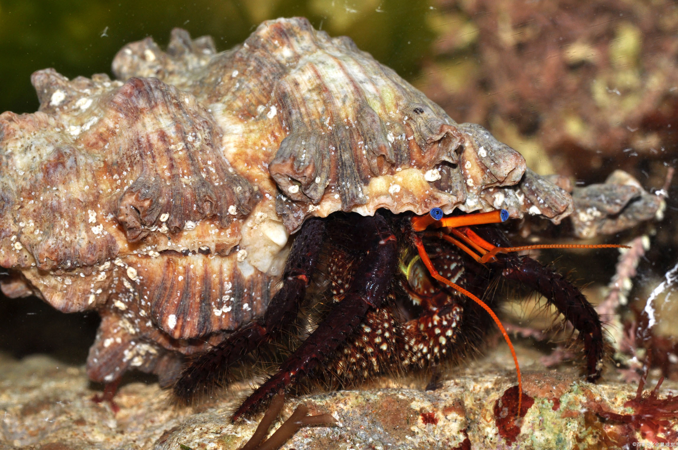 scp-1568巨行寄居蟹的外表