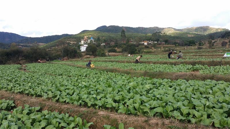 洛阳一土堆被疑似司马懿墓,1965年被专家否定,其实是北魏王爷墓