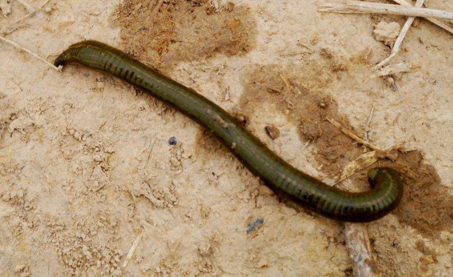 没想到吸血令人讨厌的水蛭,还有药用价值,有人养殖!