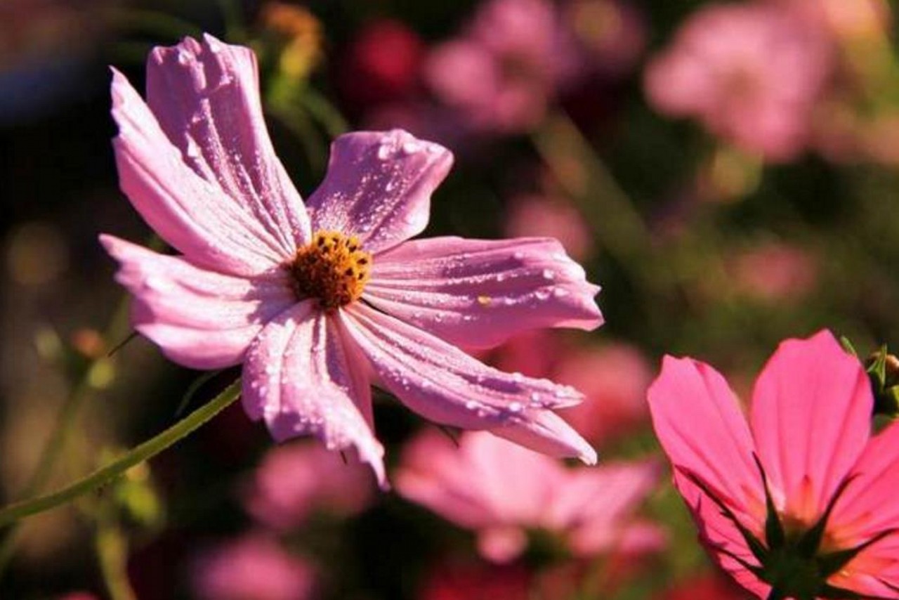 十二星座幸运花及其花语(十二星座幸运花及其花语是什么)