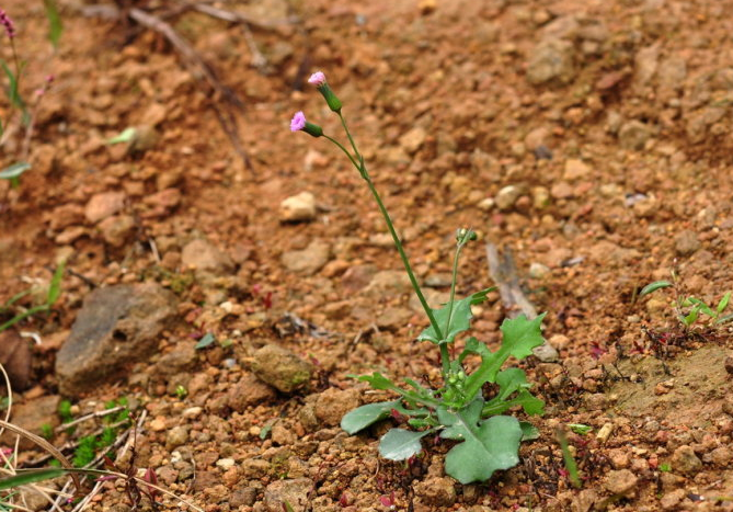 荒野维生食物之野菜系列——一点红