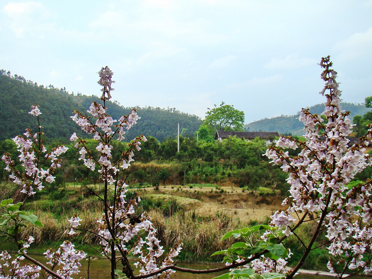 花山公园梅花谷图片