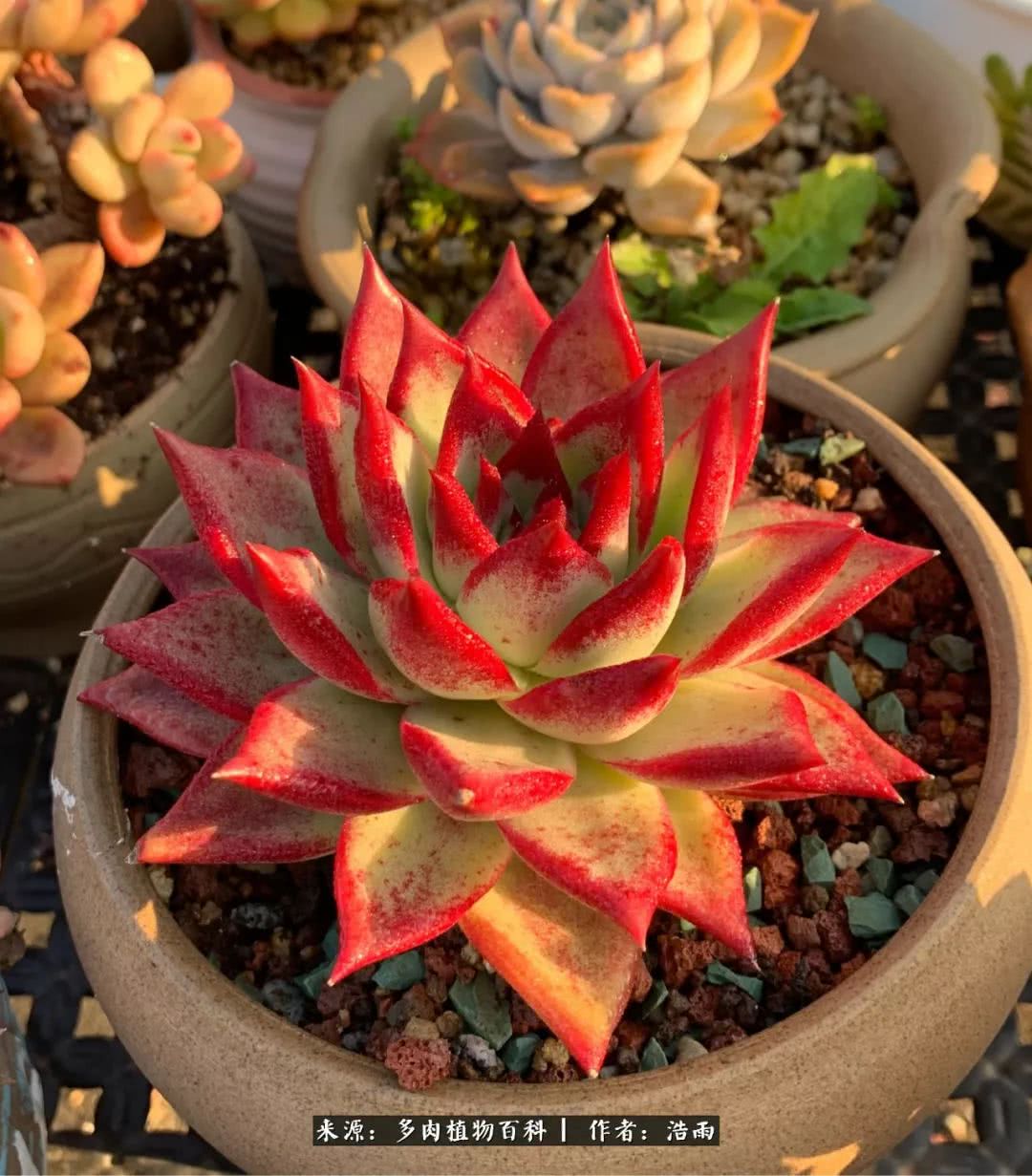 酸橙辣椒,你是要辣的节奏吗?