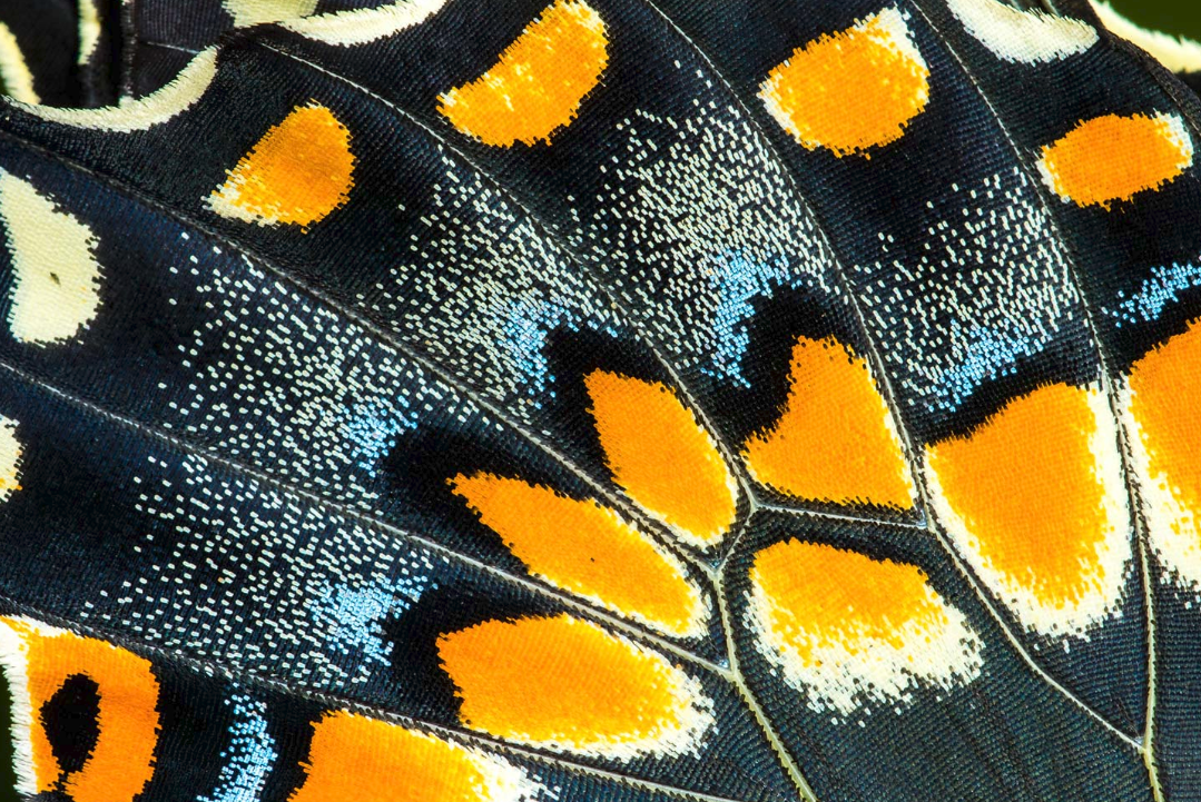 蝴蝶- 热门商品专区