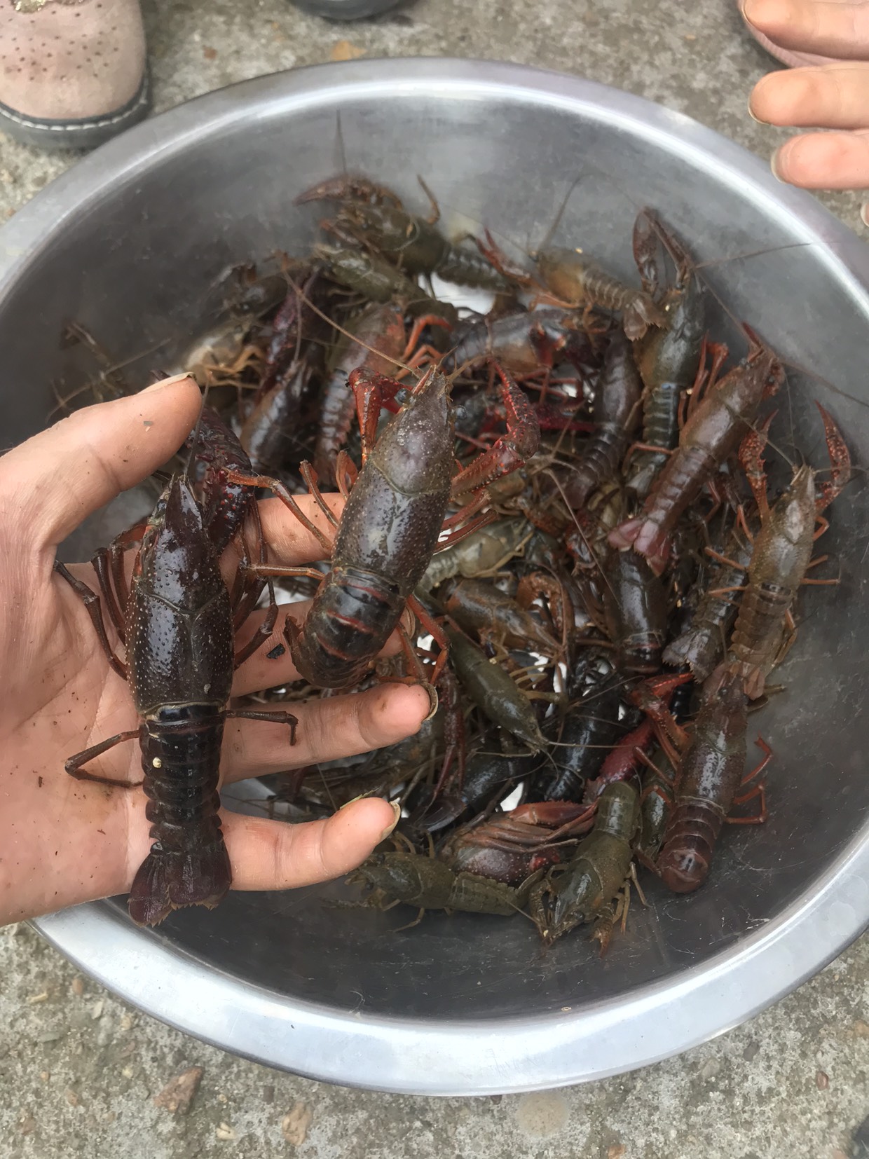 带你去抓龙虾摸螺蛳呀!