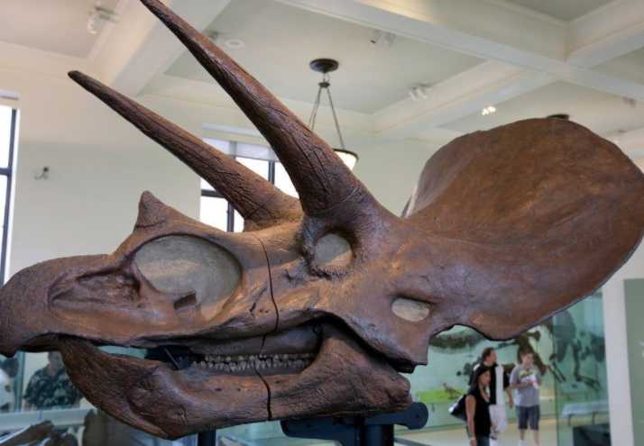 最近的看法是,这也许是为了求偶和与其他的牛角龙进行交流.