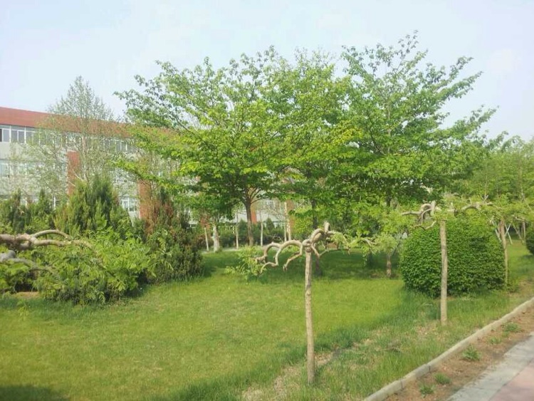 "中国镁都"大石桥"最美高中"大石桥高级中学