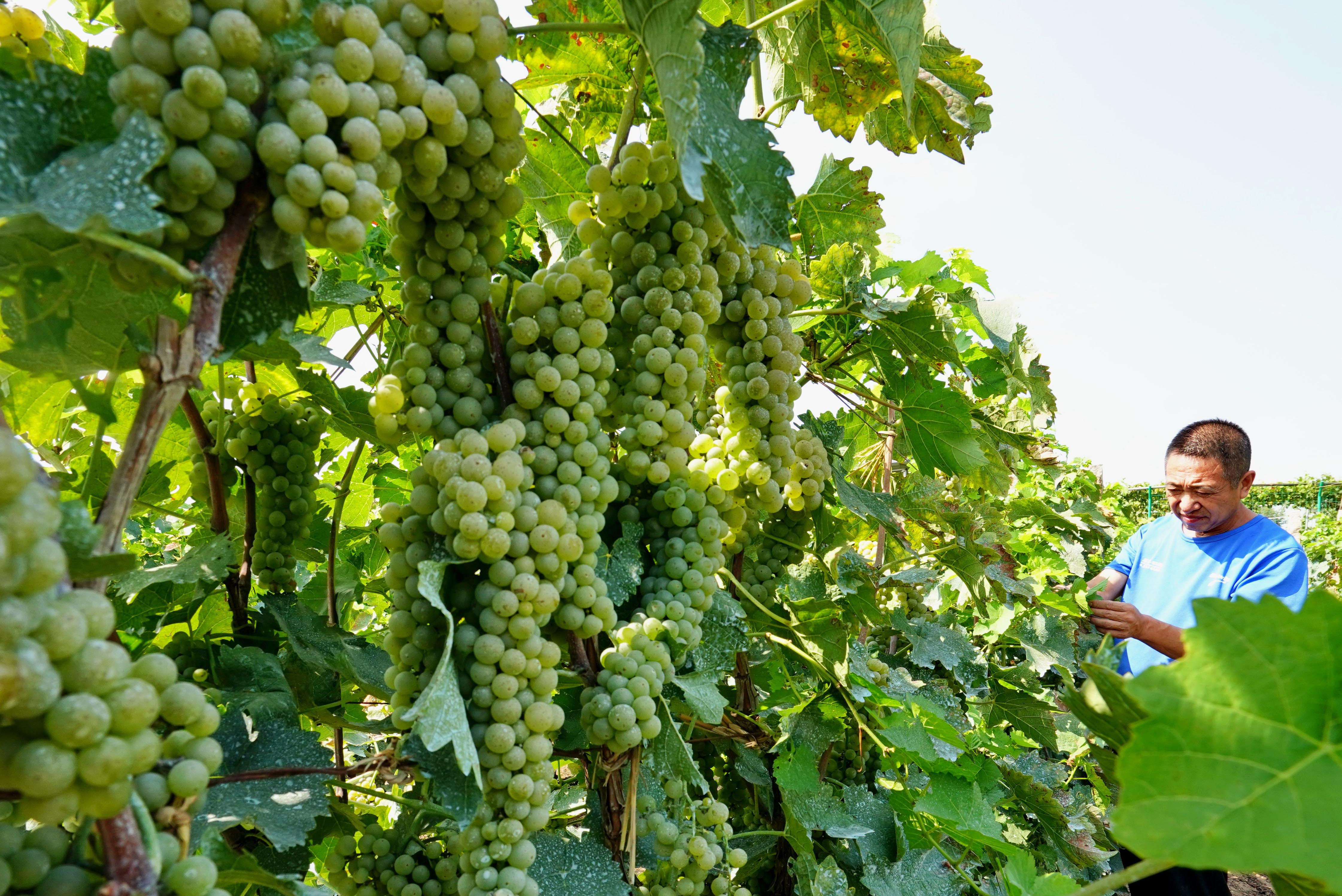 河北昌黎:酿酒葡萄田管忙(2)