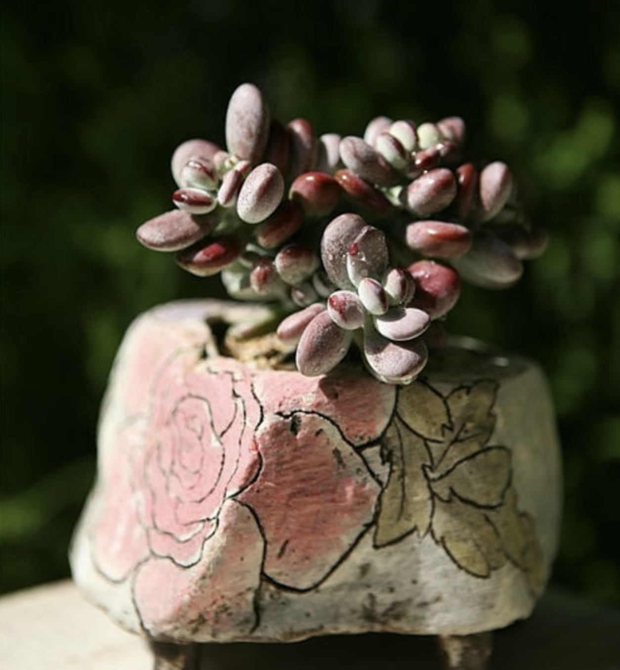 这些萌哒哒的银波锦系多肉植物,你认识吗?