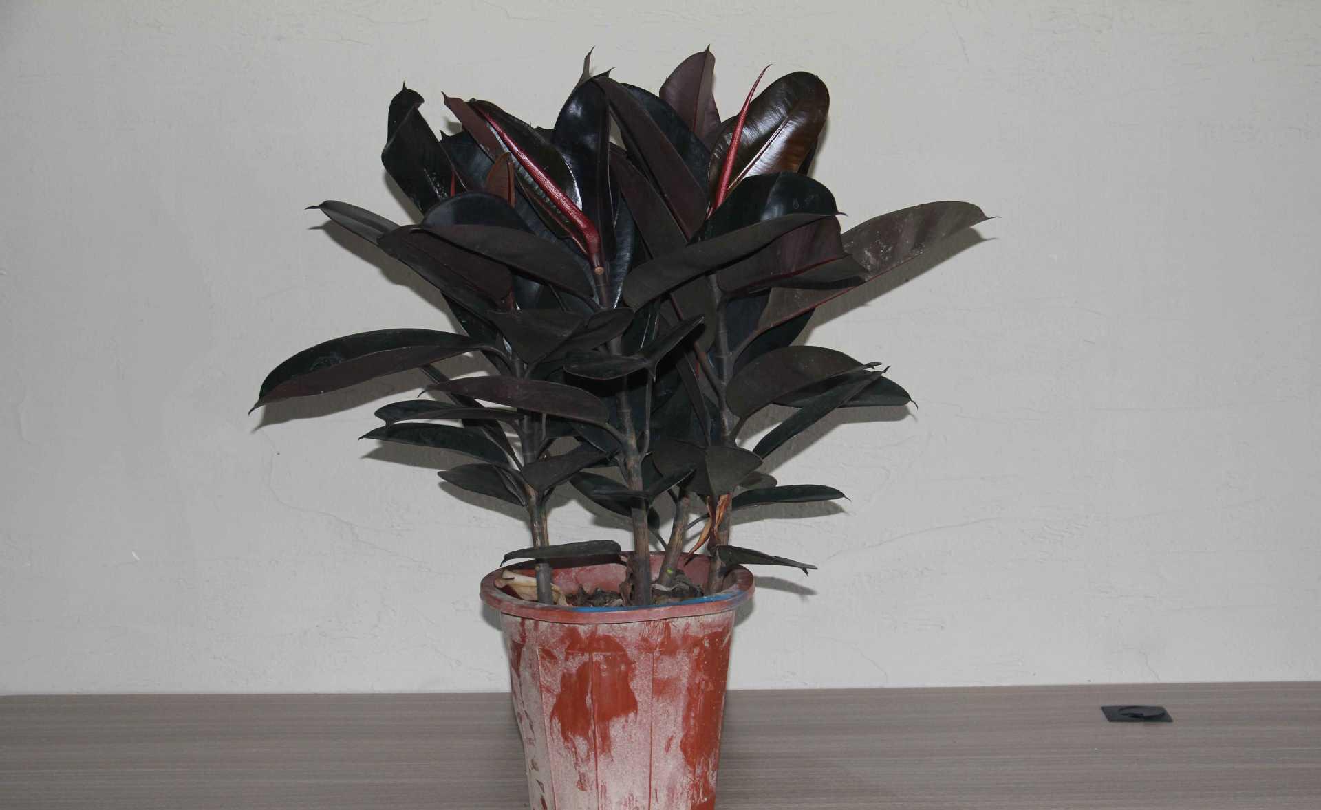 肥料- 热门商品专区