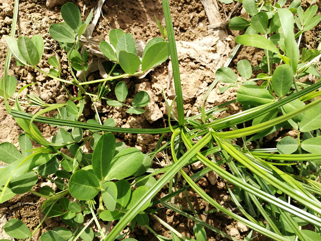 一种"杂草"常被当"害草"铲除,谁知是珍贵的草药"香附子"?