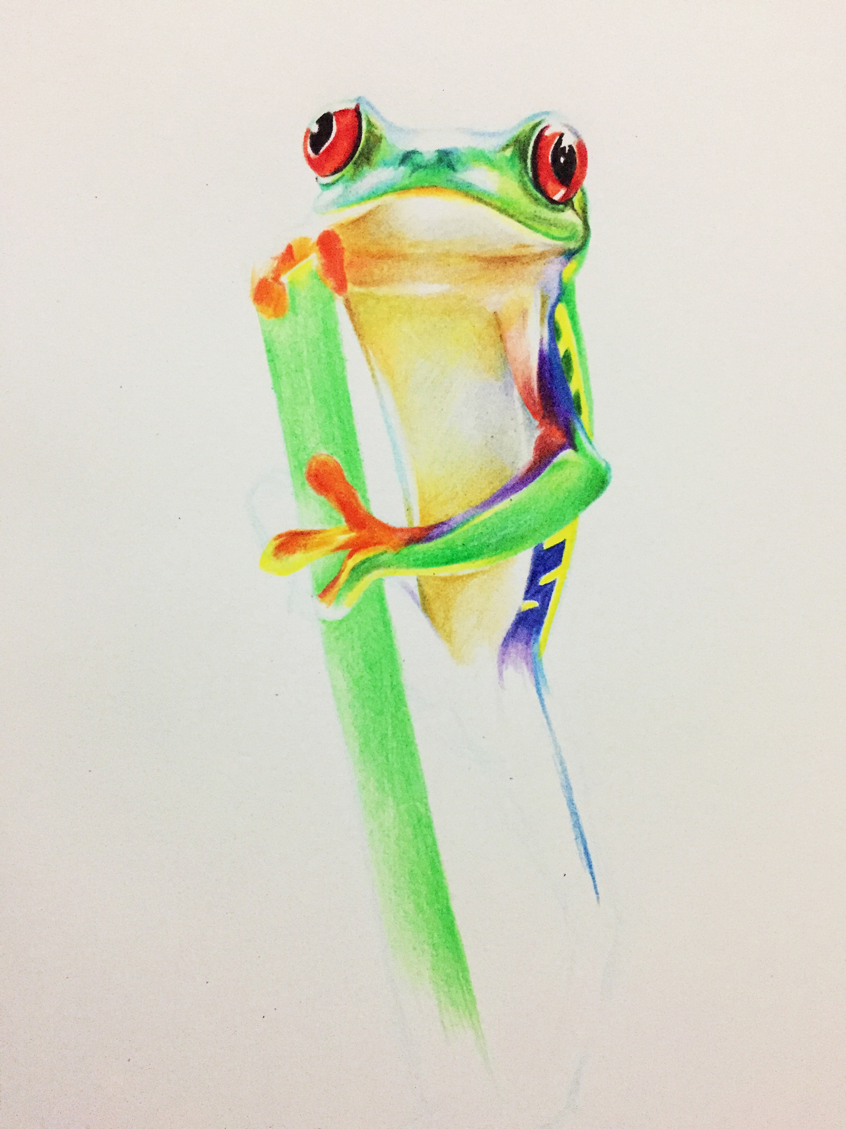 彩铅详细过程图:手把手教你如何画一只可爱的青蛙