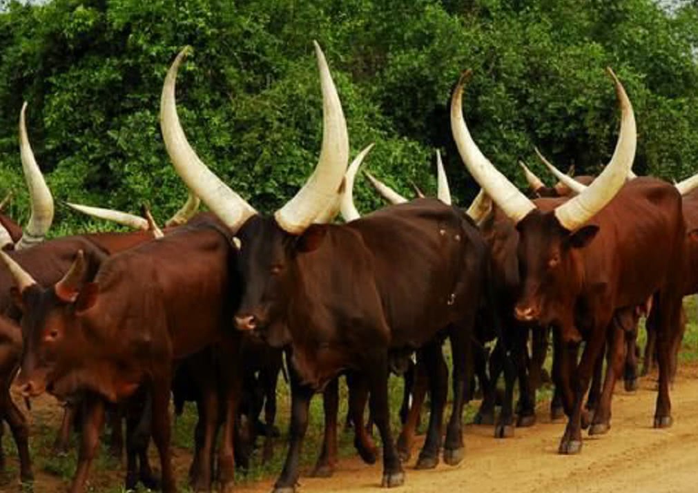 现实版"牛魔王",非洲最霸气的牛,平头哥都得靠边站