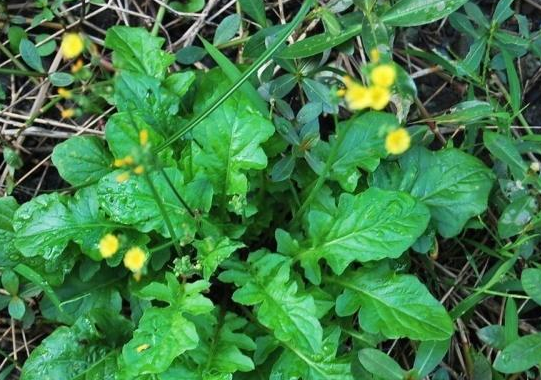 农村路边的"毛毛连",花梗腌制后味道好,还能治牙痛,很珍贵