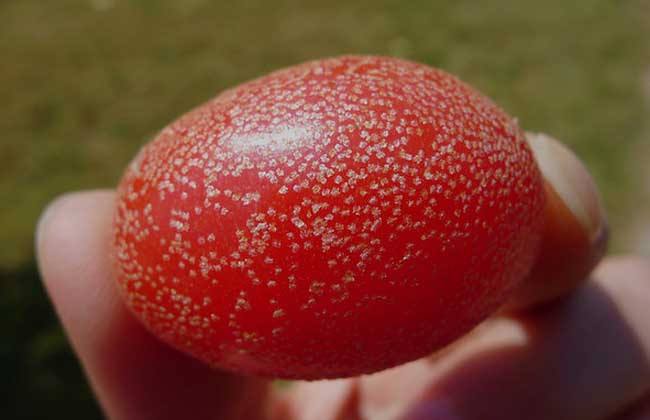 农村这种野果人称"羊奶奶",味道甜美,但糖尿病人却可以食用