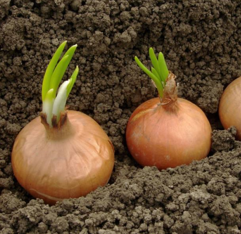 洋蒜- 热门商品专区