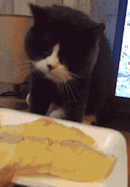 搞笑gif图:榴莲对猫子来说,那就相当于猫屎了,必须得埋起来