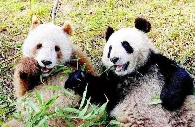 无视黑白照片!卧龙发现全球首例白色大熊猫