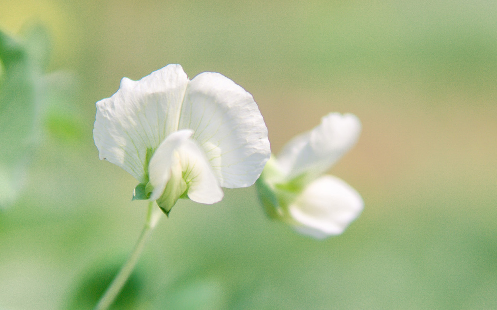 情感小诗:《想你的心思》