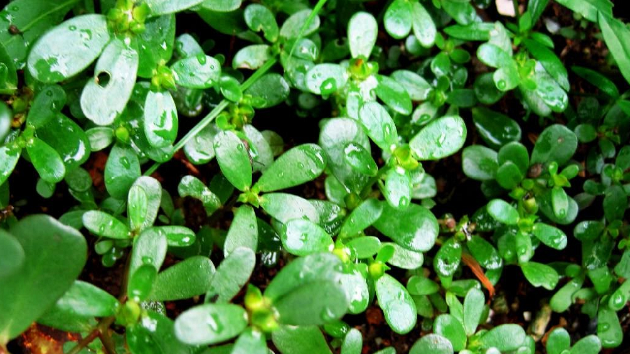 农村这种野草,被称为"蚂蚁菜",价格昂贵,若遇见请珍惜!